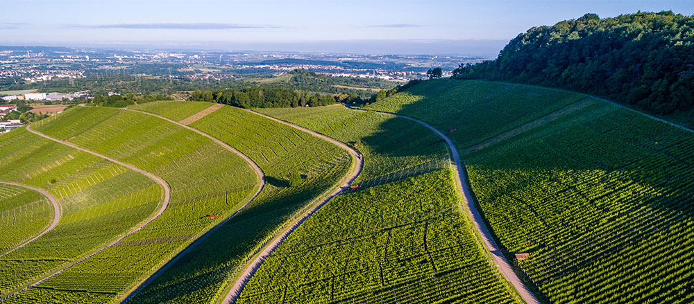Luftaufnahme von üppigen, grünen Weinbergen auf sanften Hügeln mit verschlungenen Wegen in der Region Michael Röder - Sofiapflege Östliches Remstal, begrenzt durch ein Waldgebiet und eine entfernte Stadtlandschaft unter blauem Himmel.